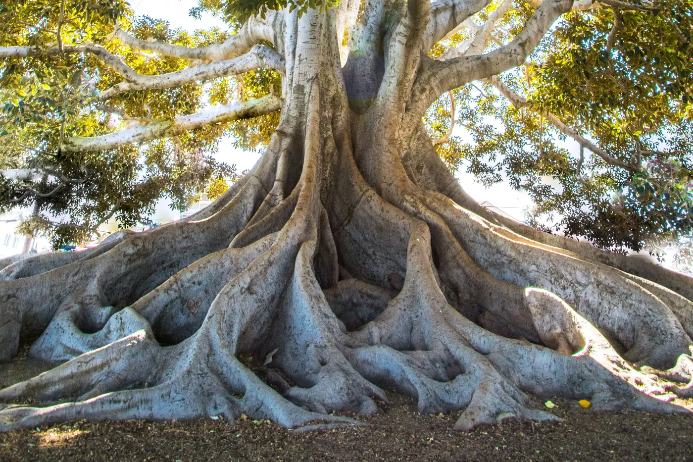 Un grand arbre vu d en bas, ses racines déployées au sol et le soleil à travers ses branches